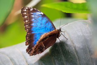 blue-butterfly-11284647432cOrN.jpg